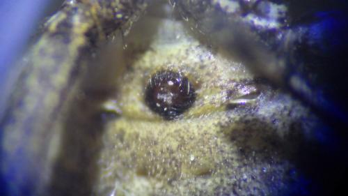 Réf. 230 663 : Xysticus acerbus